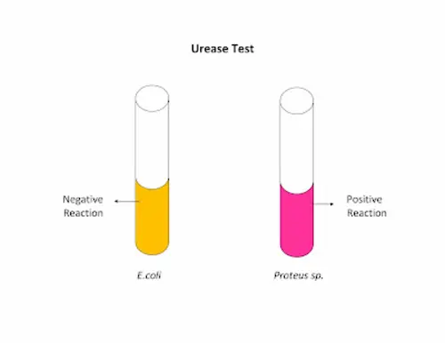 Urea Test
